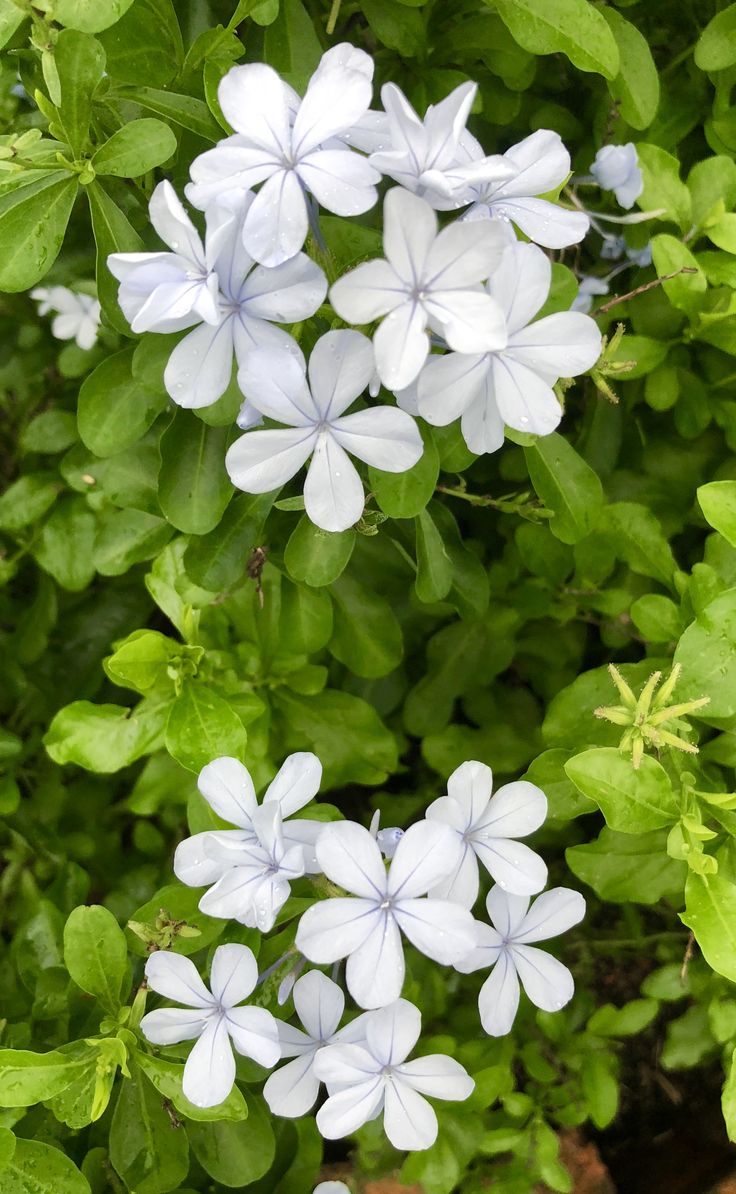 several white flowers with green leaves in the foreground and one blue flower on the right