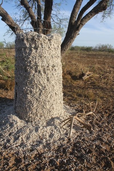 a tree that is standing in the dirt