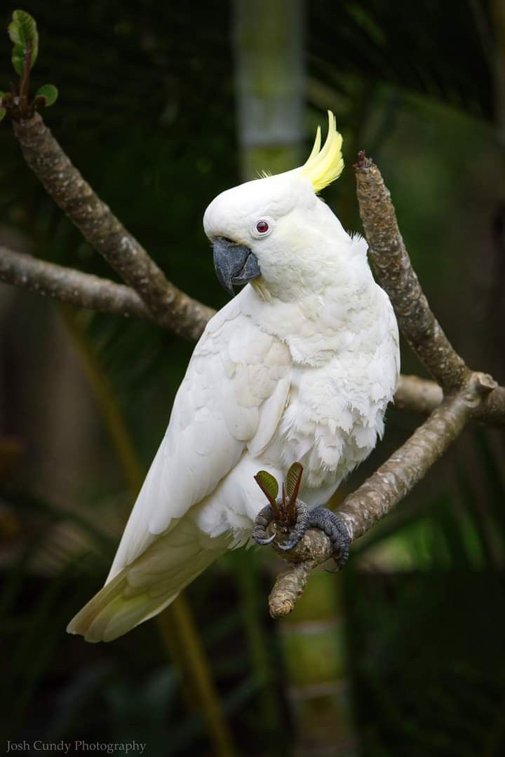 a white parrot perched on top of a tree branch