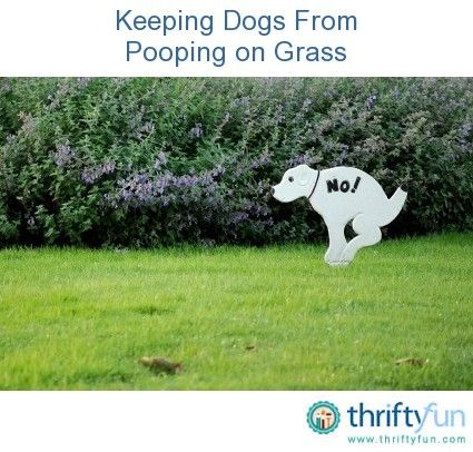 a white dog statue sitting in the middle of a grass covered field with bushes behind it