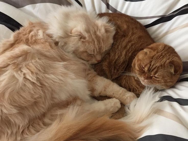 two cats are sleeping together on a bed