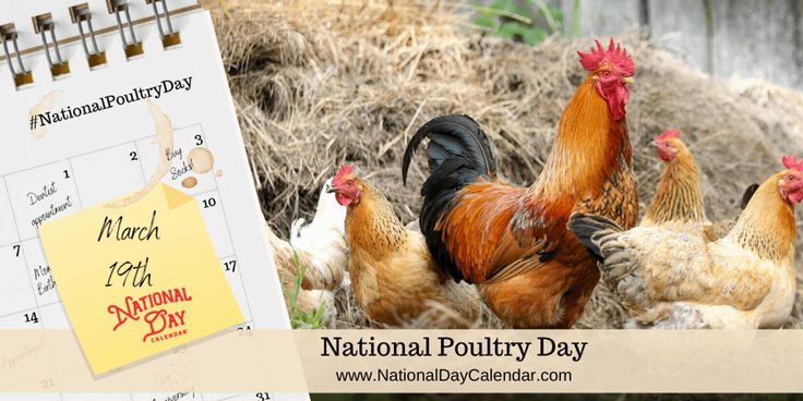 a calendar with the words national poultry day written on it next to chickens in a field