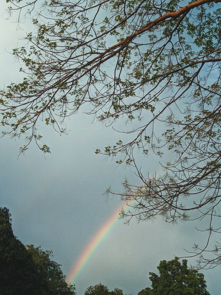 a rainbow shines in the sky above trees