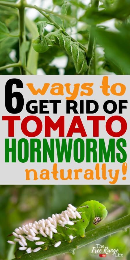 tomatoes growing in the garden with text overlay that reads 6 ways to get rid of tomato