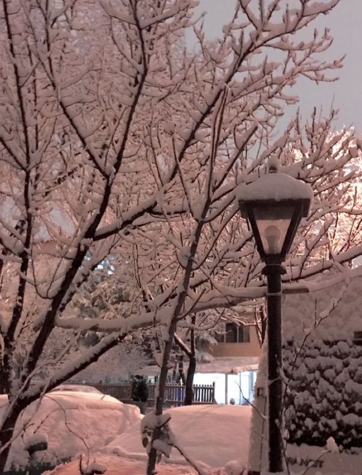 a street light covered in snow next to a tree and bushes with lots of snow on it