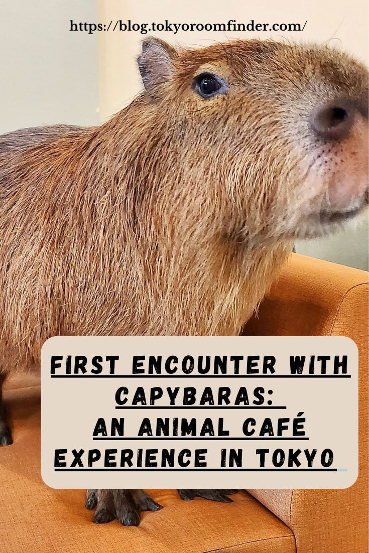 a capybara sitting on top of an orange chair with the caption first encounter with capybaras an animal cafe experience in tokyo