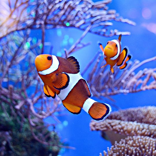 two clown fish swimming in an aquarium with corals and other marine life around them