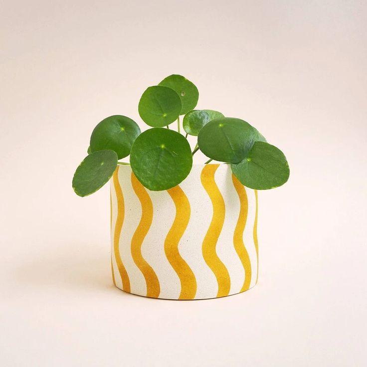 a yellow and white striped potted plant with green leaves on it's top