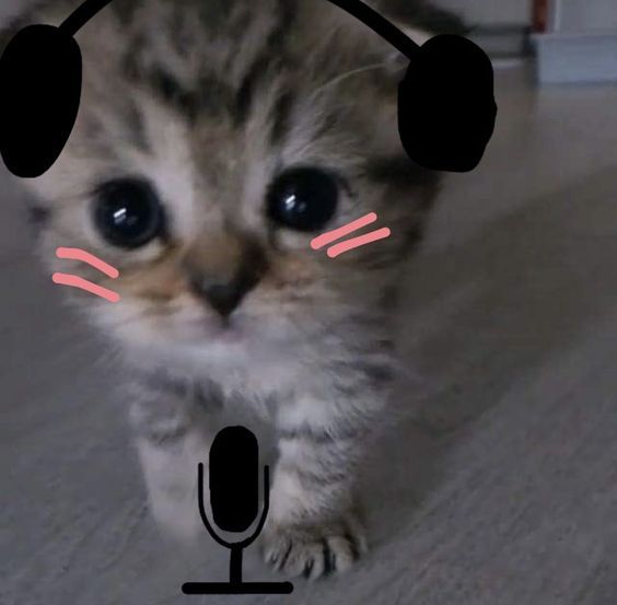 a small kitten walking across a wooden floor next to a microphone with pink lights on it's ears