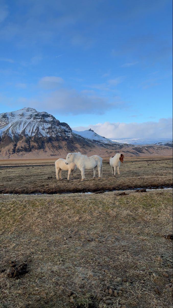 two horses are standing in an open field with mountains in the background and snow on the top of the mountain