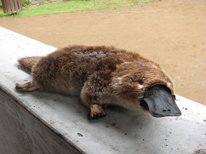 an animal that is laying down on a ledge with it's tongue sticking out