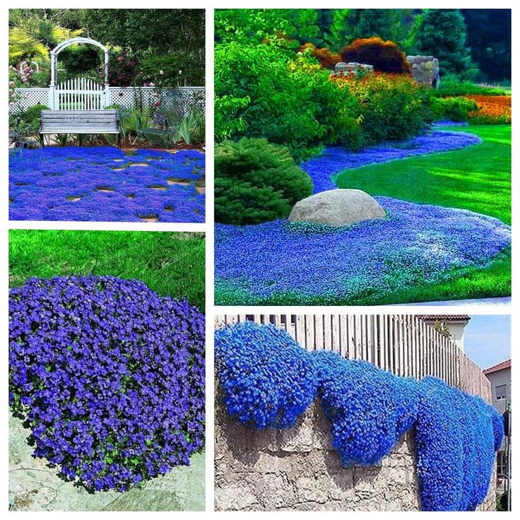 four different pictures of blue flowers in various stages of blooming, and the same flower bed