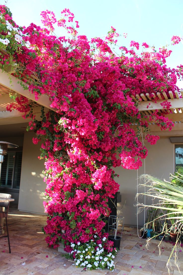 pink flowers growing on the side of a house