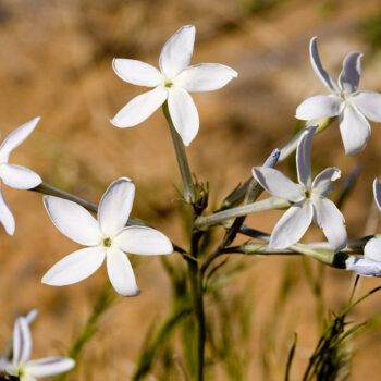 some white flowers are growing in the grass