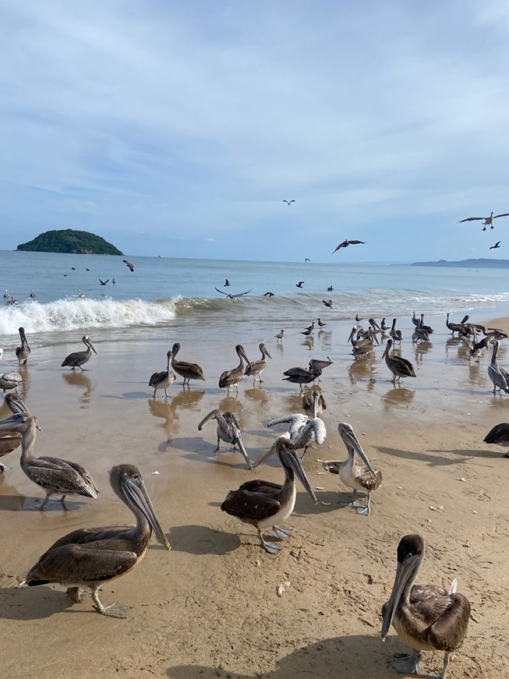 a flock of pelicans standing on top of a beach next to the ocean