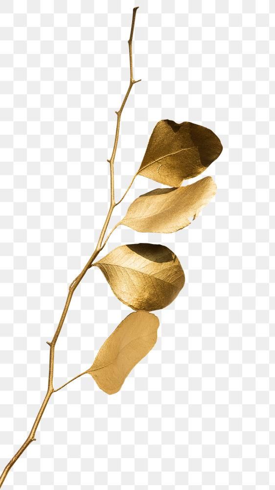 two gold leaves on a white background, with no image in the top right corner