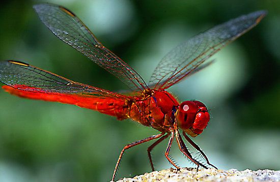 a red dragonfly sitting on top of a rock