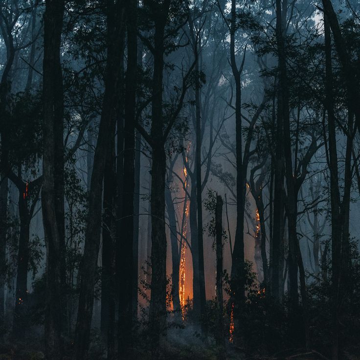 a forest filled with lots of trees covered in fire