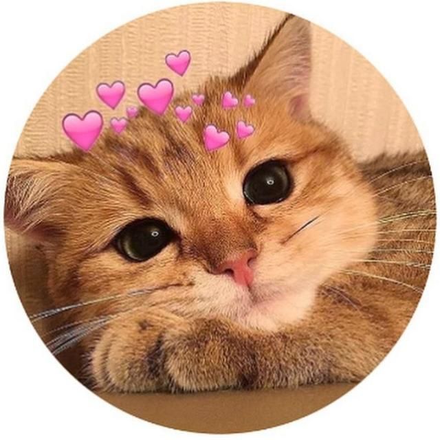 a close up of a cat with hearts on it's head