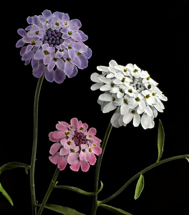 three purple and white flowers on a black background