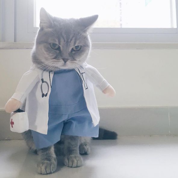 a cat dressed up as a nurse with a stethoscope on it's chest