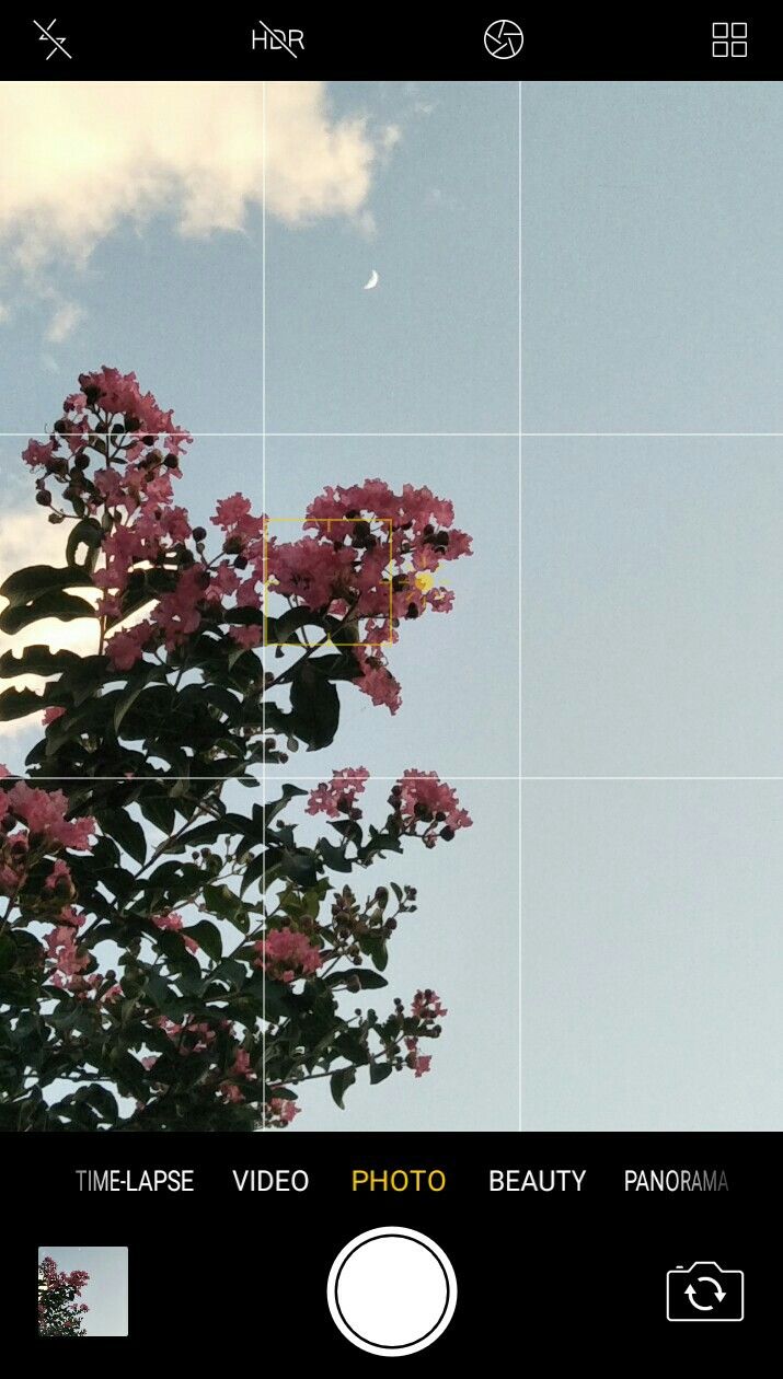 some pink flowers on a tree with blue sky in the background and white clouds overhead