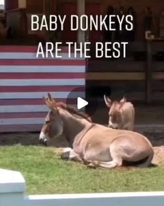 two donkeys are sitting in the grass with an american flag behind them that says baby donkeys are the best