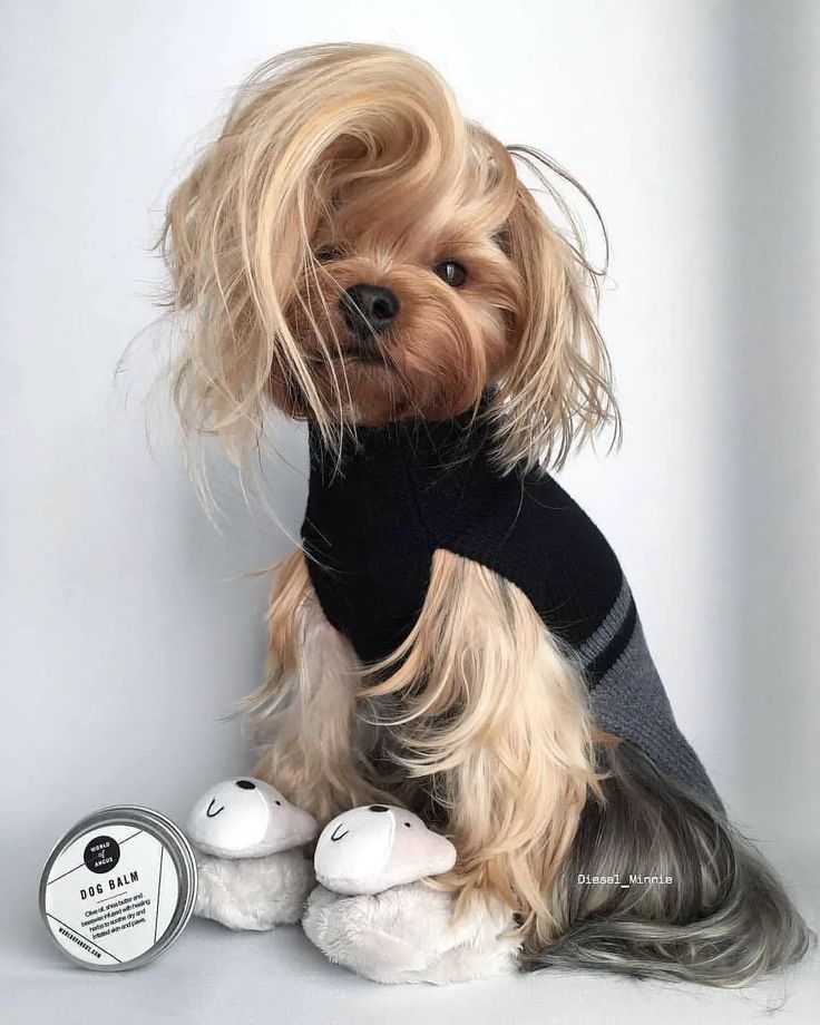 a small dog wearing a sweater and sitting next to a tin of lip balm