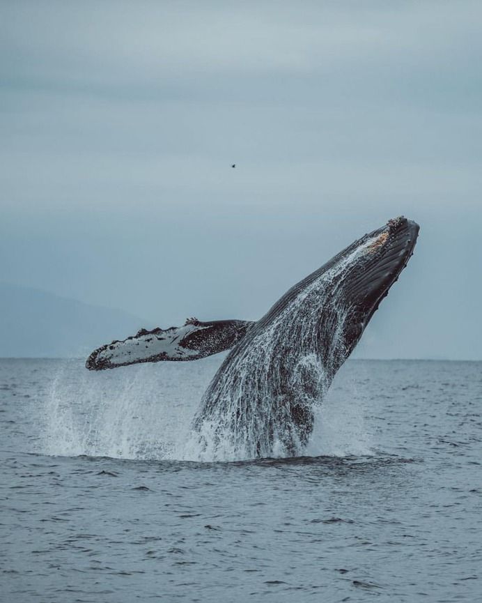 a humpback whale jumping out of the water