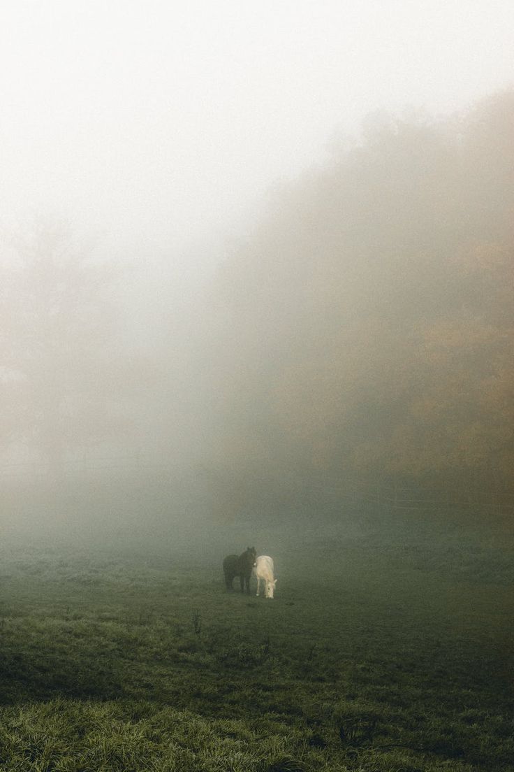 two horses standing in the middle of a field on a foggy, misty day