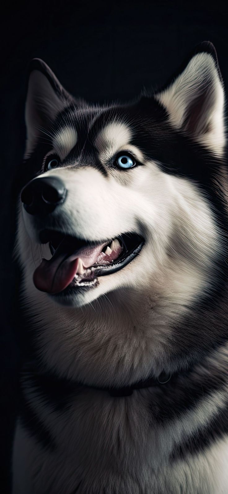 a close up of a husky dog with blue eyes