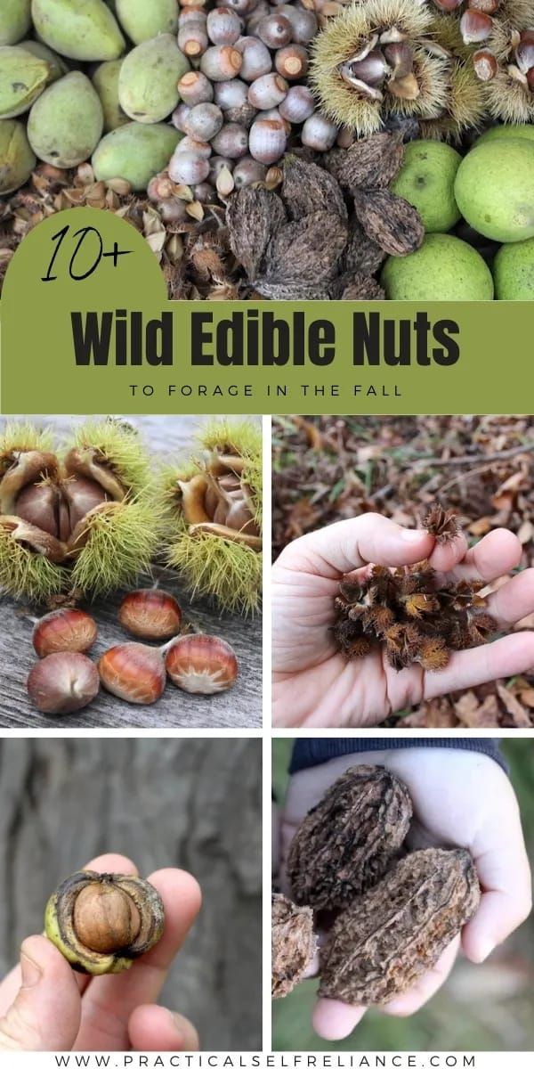 the different types of edible nuts are shown in this collage with text overlay