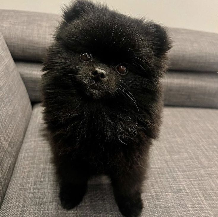 a small black dog sitting on top of a couch