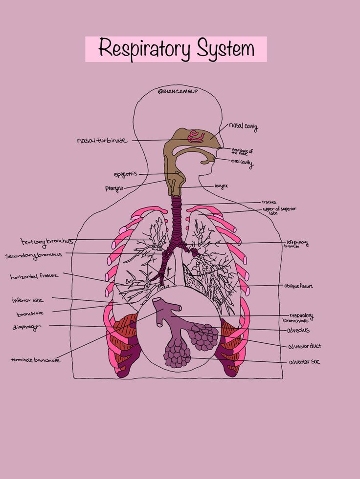 the anatomy of the human body