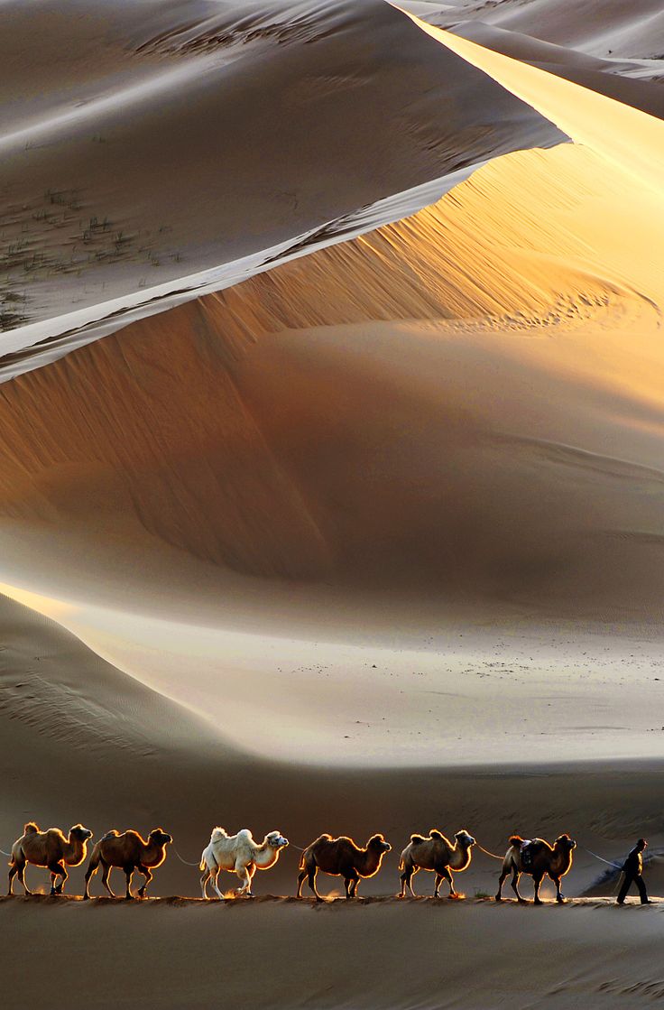 a group of camels walking through the desert with sand dunes in the back ground