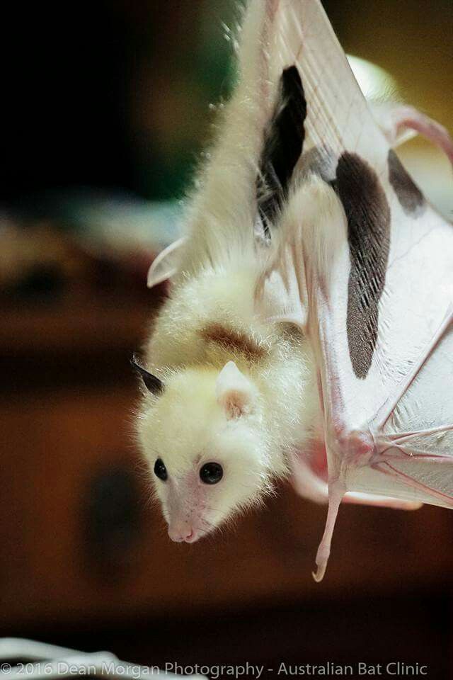 a small white animal hanging upside down