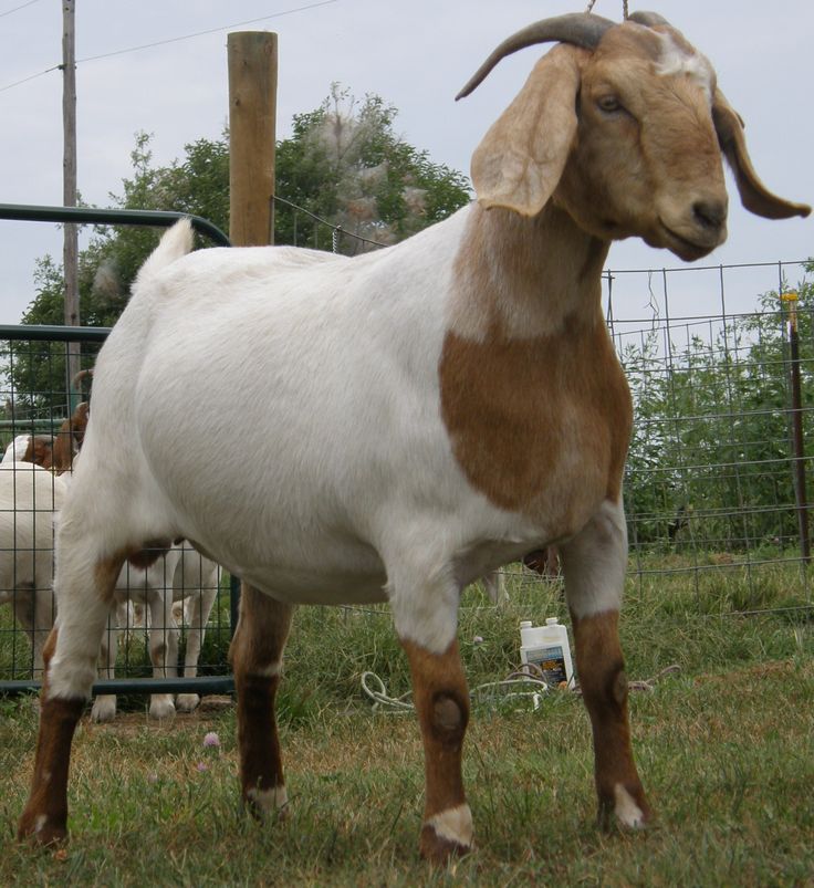 a goat standing on top of a lush green field next to a metal fence and wooden posts