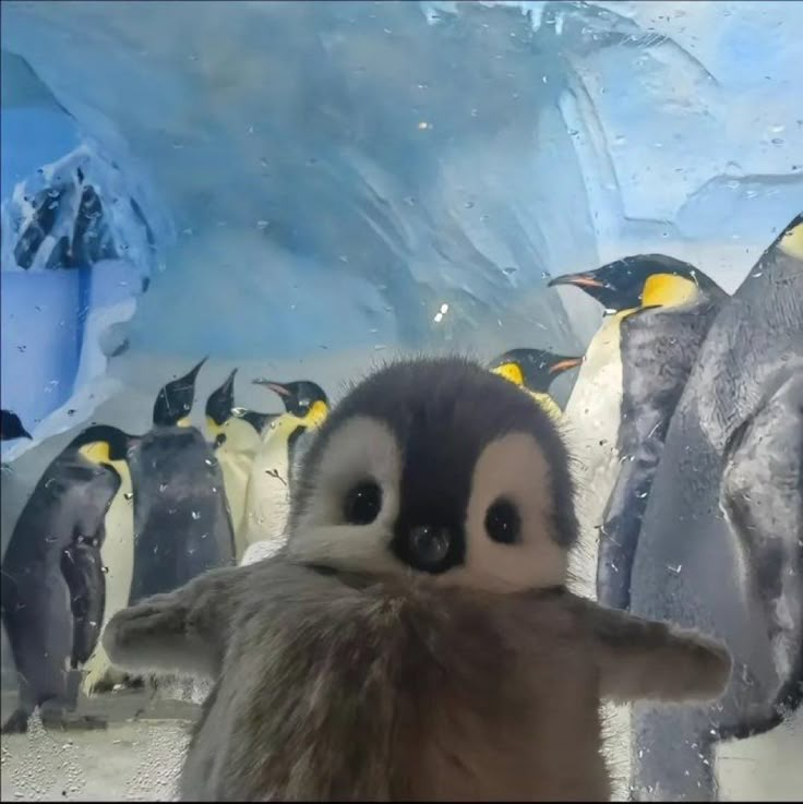 a group of penguins standing next to each other in front of an ice cave filled with penguins