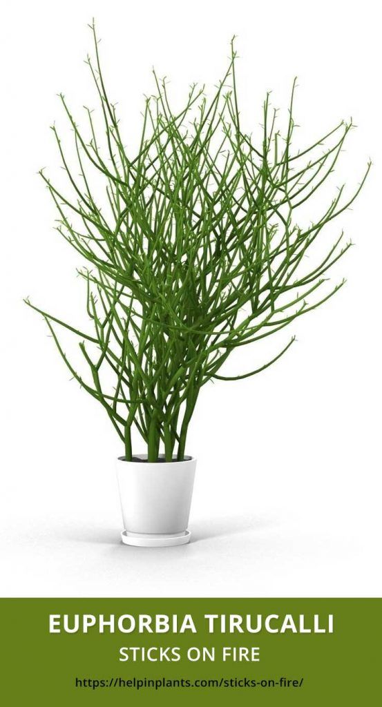 a potted plant sitting on top of a table next to the words euphorbia