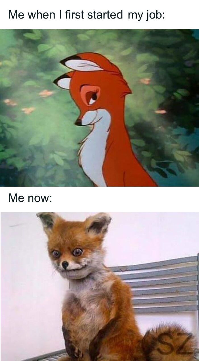 a fox sitting on top of a metal chair next to a cartoon character with the caption me when i first started my job