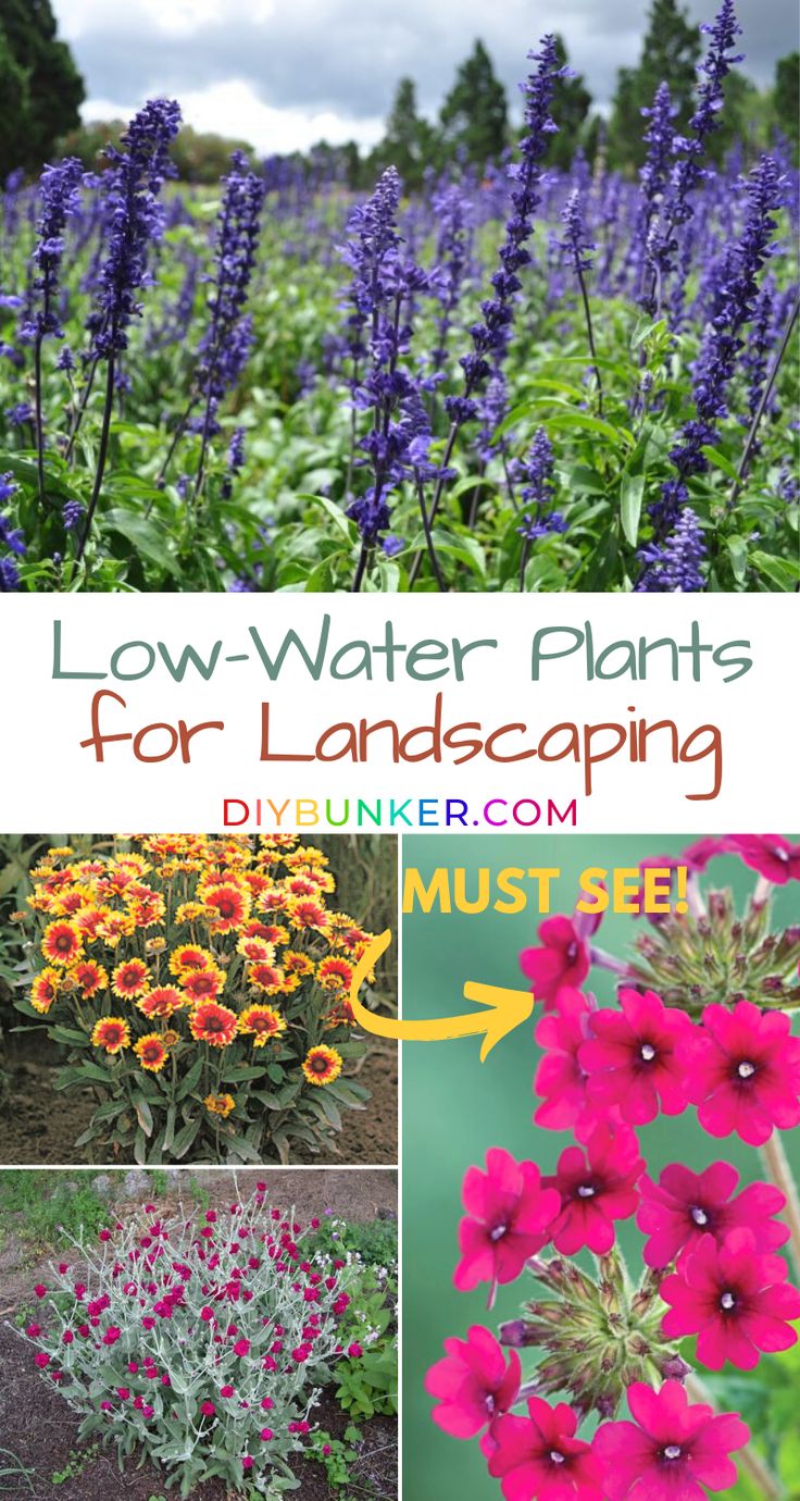 flowers and plants with the title low - water plants for landscaping