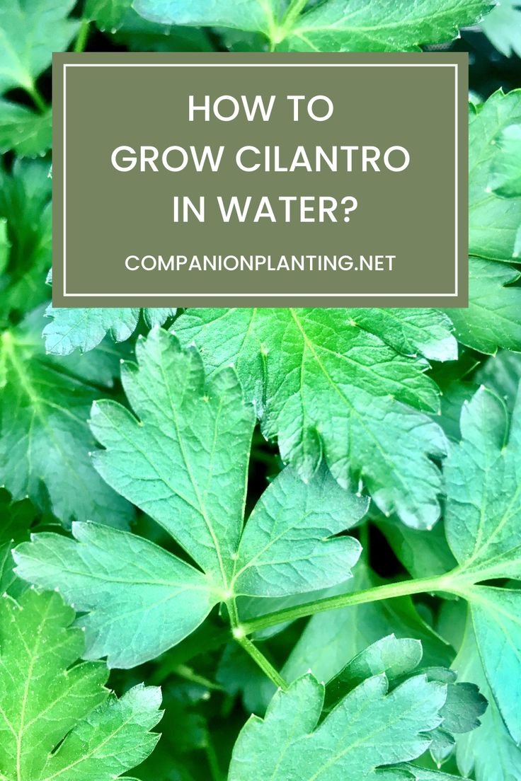 green plants with the words how to grow cilantro in water?