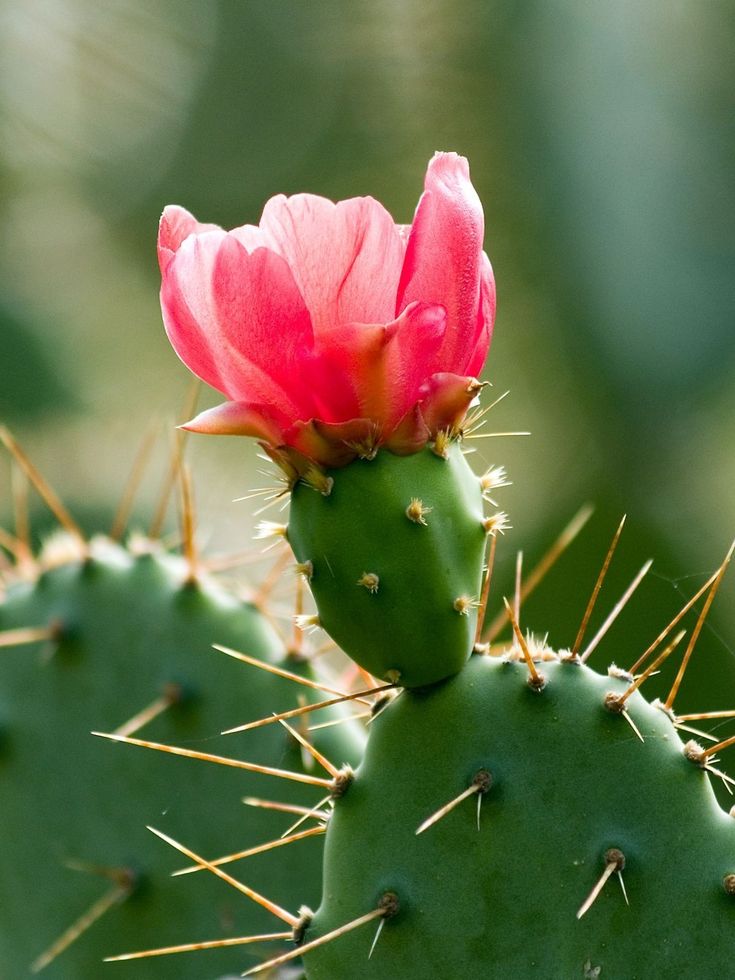 a pink flower on top of a green cactus