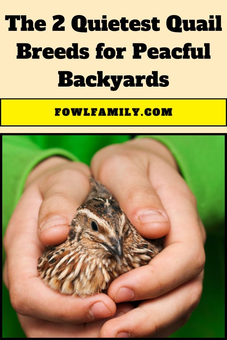 The 2 Quietest Quail Breeds Quail Breeds, Button Quail, Quail Coop, Raising Quail, Quails, Backyard Poultry, Guinea Fowl, Quail Eggs, Backyards