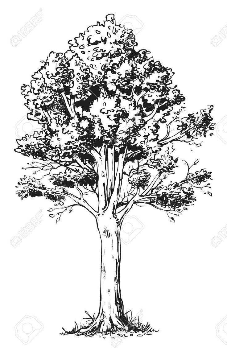 a black and white drawing of a tree with lots of leaves on the branches,