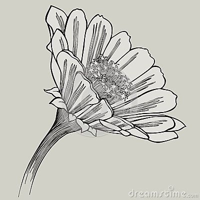 an ink drawing of a flower