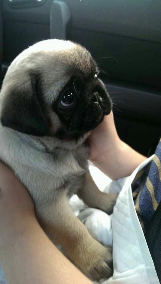 a person holding a small pug in their lap while sitting in the back seat of a car