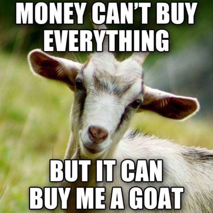 a goat with the caption money can't buy everything but it can buy me a goat