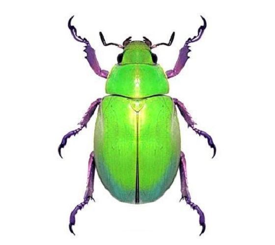 a green and purple bug with long antennae