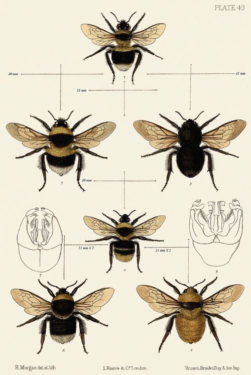 bees are shown in different stages and sizes, with the names below them on each side